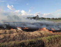 Hình-Nông dân đốt bỏ rơm rạ ngay trên đồng ruộng sau thu hoạch vụ lúa