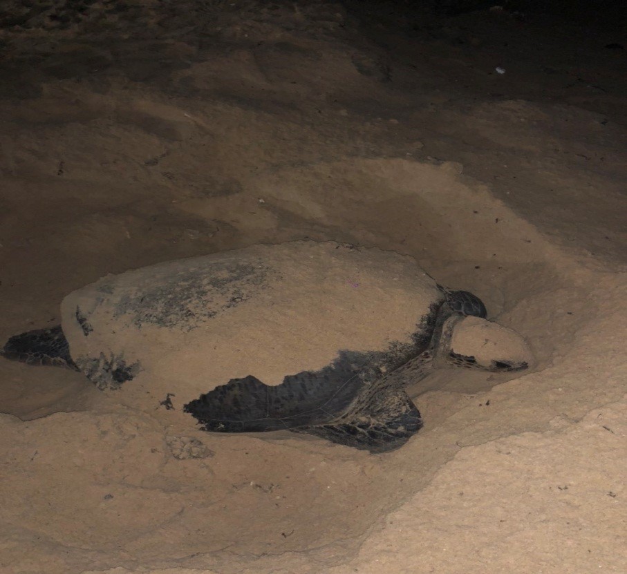 Lần đầu phát hiện rùa bò lên bãi biển trước Trạm kiểm soát biên phòng xã Nhơn Hải để đẻ trứng